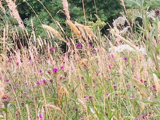 wild meadow at Rendham Hall in Suffolk